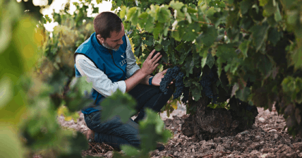 El viñedo, un trabajo de todo el año