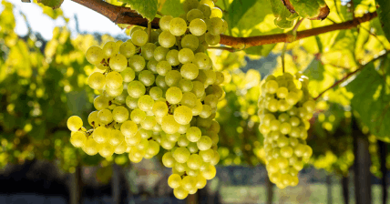 Las bondades de la uva albariño